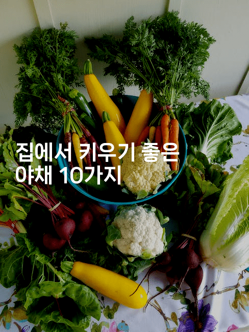 집에서 키우기 좋은 야채 10가지