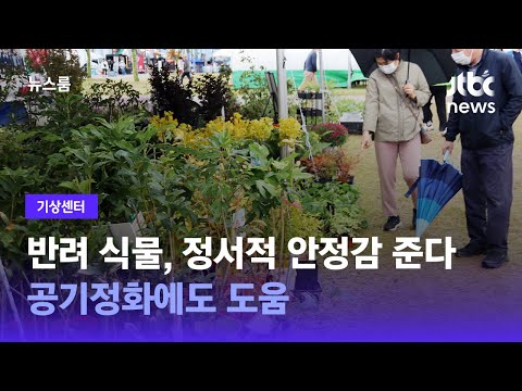 [기상센터] 반려 식물, 정서적 '안정감' 준다…공기정화에도 도움 / JTBC 뉴스룸