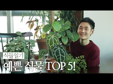 좋아하는 예쁜 실내 식물 TOP 5! 추천하고 싶은 반려식물!