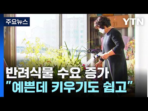 반려동물? 난 반려식물!…"예쁜 데 키우기도 쉽고" / YTN