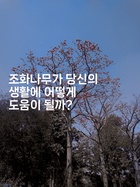 조화나무가 당신의 생활에 어떻게 도움이 될까? 2-그로슈