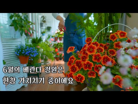 [4k] 6월의 베란다 정원은 한창 가지치기 중이에요✂️/ 식물을 사랑한다면 가위를 드세요!
