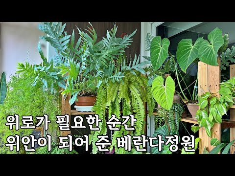 느리지만 조금씩 이전의 일상으로 돌아가고 있어요 ㅣ 식물 키우기 참 잘했어요ㅣ쏭이 근황 (베란다 정원에 고양이 등장)