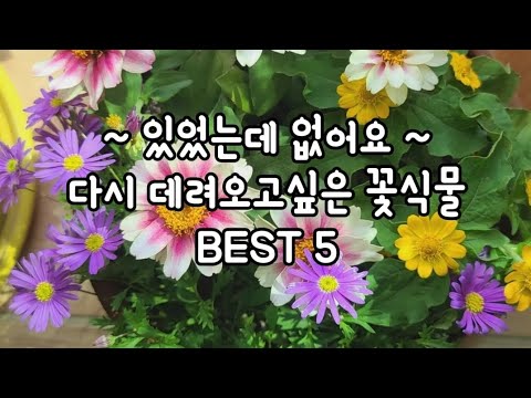 너무예뻐서 다시 데려오는  꽃식물 BEST 5                                        #베란다정원 #식물 #꽃 #뷰가든