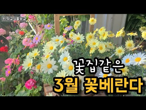 3월 베란다정원 ?꽃잔치?꽃구경오세요 #3월꽃#목마가렛 #제라늄 #사랑초#수선화#튤립