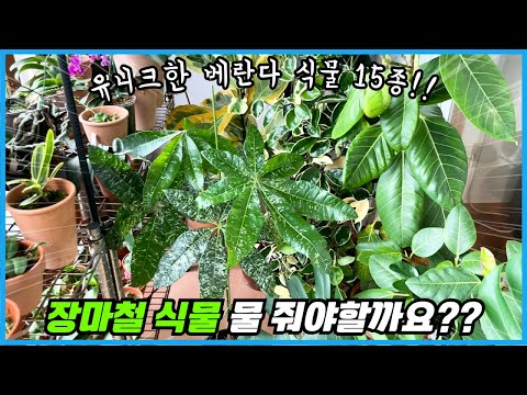 베란다정원에서 꼭 키워야 할 새로운 식물 15종!! feat. 장마철 물주기!!