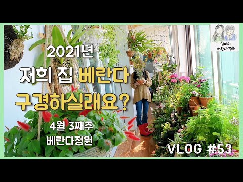 [엄마의 베란다정원?#53] 저희 집 베란다 구경하실래요? ,4월 3째주 베란다정원, Mom's balcony garden