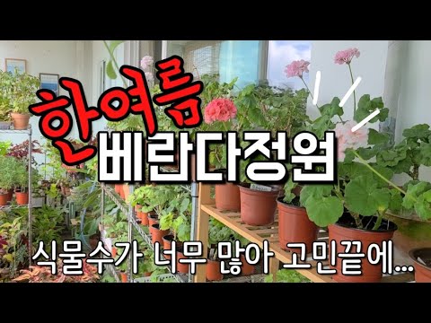 가드닝 3년차에 고민에 빠진 식물집사의 이야기/여름 베란다정원 구경하면서 식물토크/ 가드닝팁