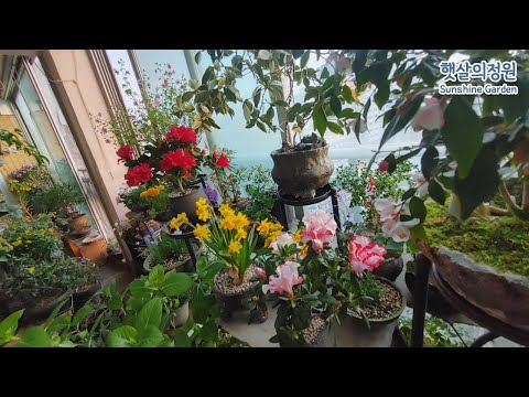 4월에 가장 예쁠때의 베란다정원 가드닝 ( April's Garden )