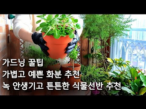 베란다정원 가드닝 꿀팁/튼튼한 화분대추천 /식물선반추천/가성비 갑 가볍고 예쁜 화분 추천/화분 싸게 파는곳 추천드릴게요