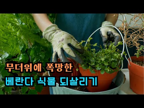 [4K]무더위에 폭망한 식물 되살리기? 베란다 정원 가을 준비 /사랑초 구근 심기