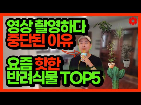 식물초보자가 키우기 쉬운 반려식물 TOP 5