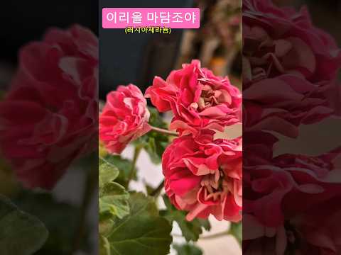 #투톤 쨍한 색감  #이리올 마담조야 #러시아제라늄#꽃#베란다 정원#카라 그사세 #Geranium