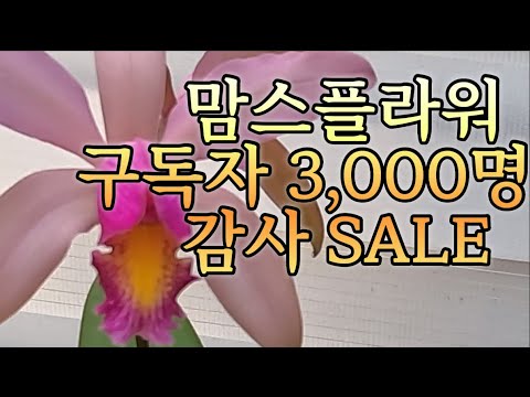 맘스플라워 구독자 감사 세일 난 48종! 반려식물 키우기