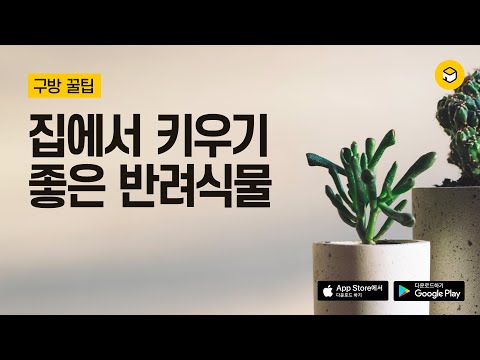 집에서 키우기 좋은 반려식물 모음 by 구방