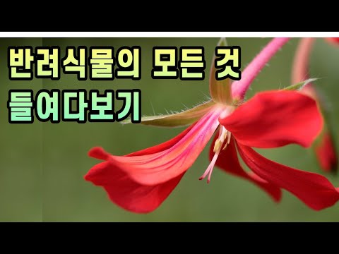 반려식물의 모든 것 들여다보기