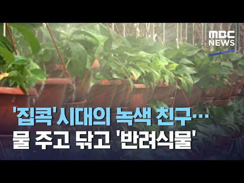 '집콕'시대의 녹색 친구…물 주고 닦고 '반려식물' (2021.02.14/뉴스데스크/MBC)