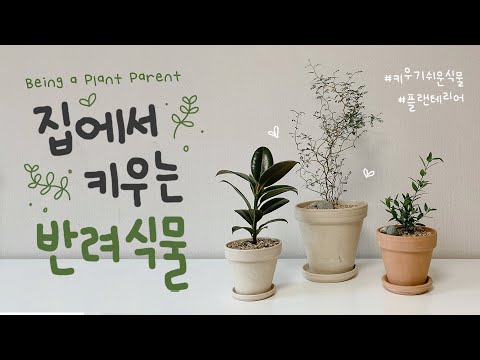 집에서 키우는 반려식물? | 플랜테리어 | 키우기 쉬운 식물 추천