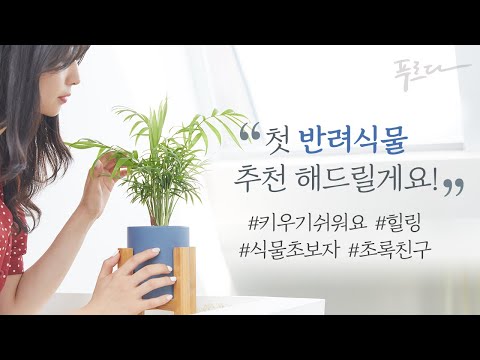 식물쇼핑몰 MD가 추천하는 당신의 첫 반려식물, 키우기쉬운식물 추천 4가지 │ 공기정화식물로 힐링해요 │