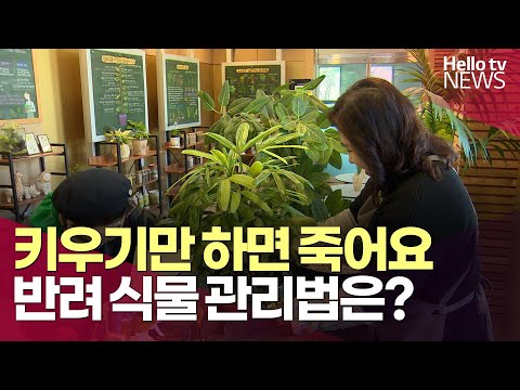 키우기만 하면 죽어요…반려 식물 관리법은?ㅣ#헬로tv뉴스