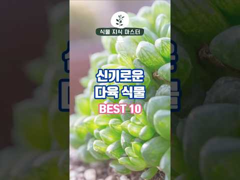 신기한 다육식물 Top10, 초보 식집사를 위한 반려식물