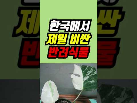 우리나라에서 제일 비싼 반려식물!