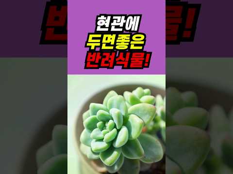 현관에 두면 좋은 반려식물 top 1