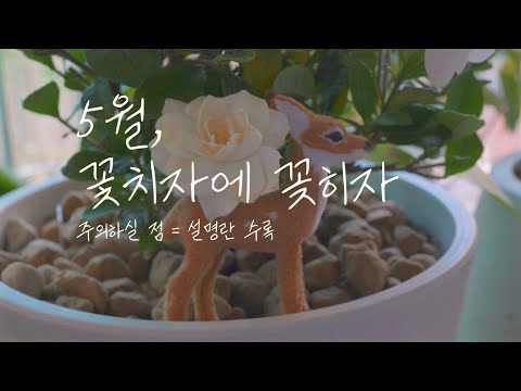 반려식물 추천 / 5월 꽃치자 / 플랜테리어