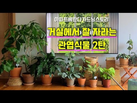 실내에서 키우기 좋은 식물을 소개할께요~ 키우기 쉽고 예뻐서 선물용으로 좋아요~#꽃 #베란다정원 #식물 #뷰가든 #실내에서키우기좋은식물