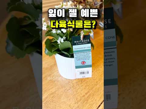 잎이 젤 예쁜 다육이는?#plants #반려식물 #식집사