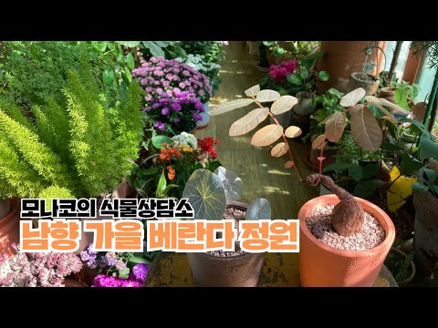 식물 Vlog, 남향아파트 가을 베란다정원 : 식물 관리 방법