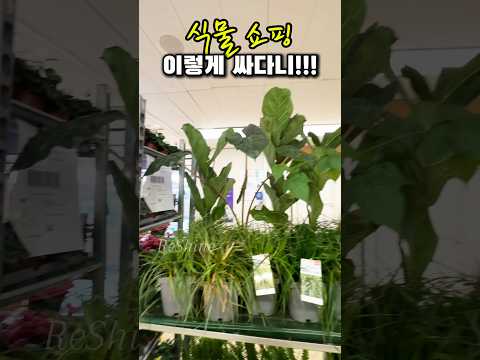 가장 저렴한 식물쇼핑#plants #반려식물 #영국