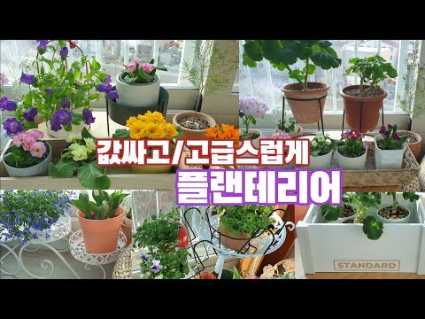 가성비 좋은 플랜테리어 "다이소표"/베란다 정원 식물소개