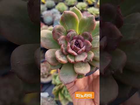 다육 파노라마 #쿠팡모두판다육 #가드닝 #다육이 #plants #반려식물