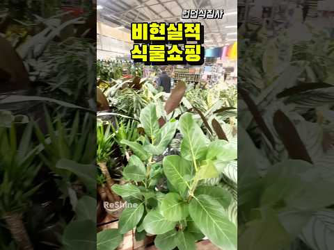 대형식물의 비현실적 가격!#plants #반려식물 #식물쇼핑