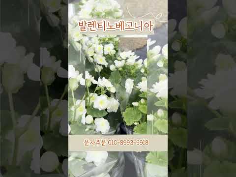 #발렌티노베고니아 #공기정화식물 9월신상 #야생화 #garden #반려식물 #꽃쇼핑