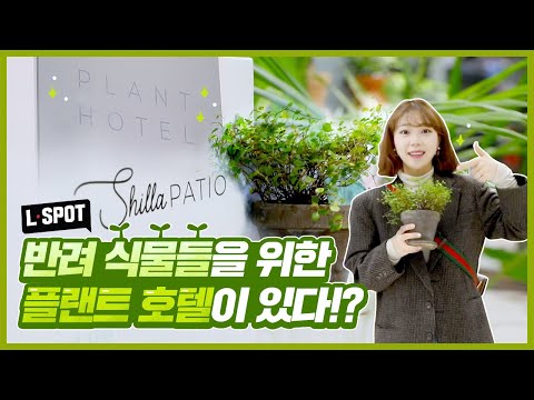 [플랜테리어 추천] 반려식물을 위한 호텔이 있다?! 롯데백화점 실라파티오(Shilla PATIO) 가봄?