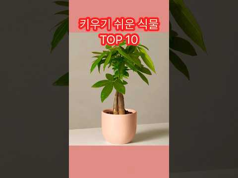 집에서 키우기 쉬운 반려 식물 TOP 10 #쇼츠 #랭킹 #식물 #키우기쉬운식물 #반려식물 #집에서식물 #식물키우기