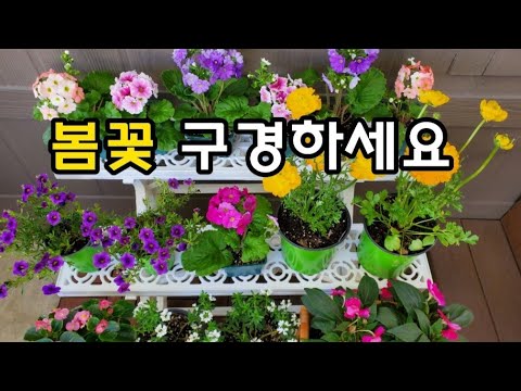 가성비 좋은 봄꽃 소개해 드려요 🌱 반려식물 키우기