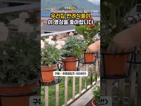 잘 크는 반려식물의 비밀공개!?