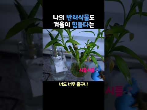 반려식물아껴주기 #생활용품 #꿀템추천 #다이소