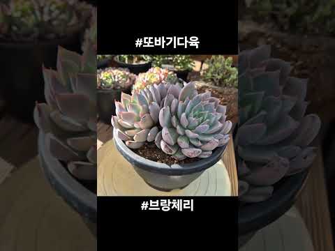 브랑체리 #입고 #신상품 #succulent #다육식물 #체리 #plants #반려식물 #garden #다육이