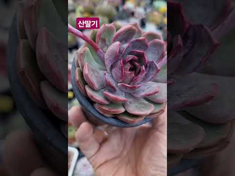 #쿠팡모두판다육 #succulent #반려식물 #garden #가드닝