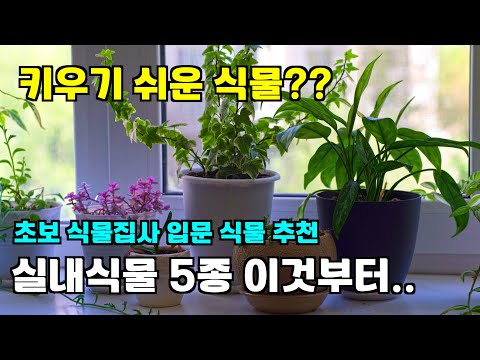 나의 첫 반려식물 이 식물 중에 고르세요. 실내식물 전문가가 추천합니다.