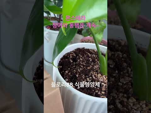 #반려식물 #plants #식물영양제 #식물카페 #gardening #플로라88 #무농이생생88