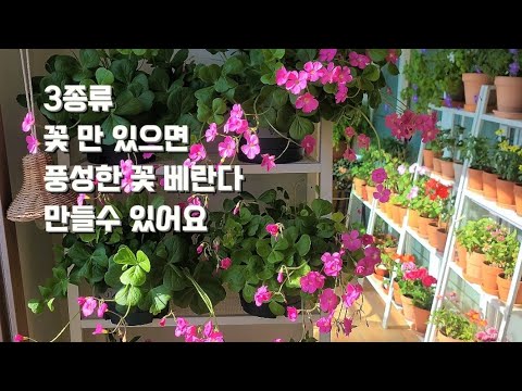 풍성한 꽃베란다 만들수 있는3종류의 꽃소개~ 남부럽지않은실내꽃정원완성~   #무료나눔 #이벤트 #추첨결과 #plants #garden #gardening #fowers