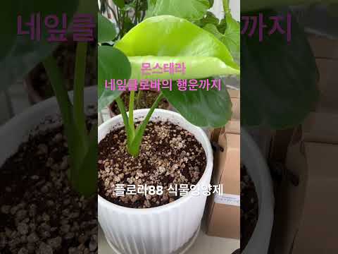 #반려식물 #plants #식물영양제 #gardening #무농이생생88 #플로라88 #네잎클로버 #소원 #행운 #행복