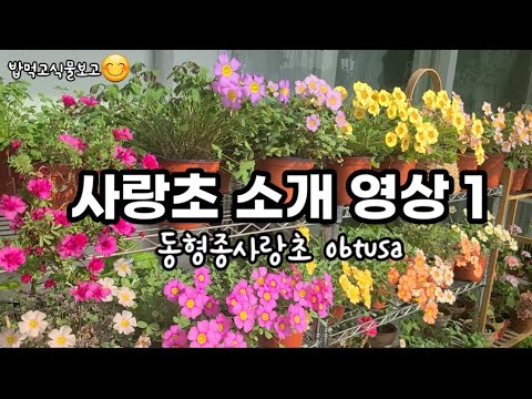 사랑초소개영상/13종소개/1월베란다정원/겨울가드닝/사랑초가드닝/사랑초구근나눔계획까지~♡