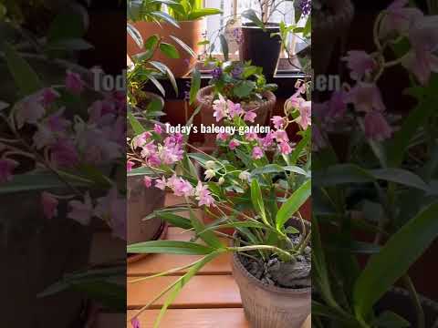 4월의 우리집 베란다 정원 | Today's balcony garden🌿🌷🌼🪴