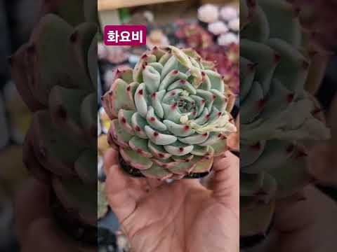 #쿠팡모두판다육 #다육식물 #반려식물 #가드닝 #succulent